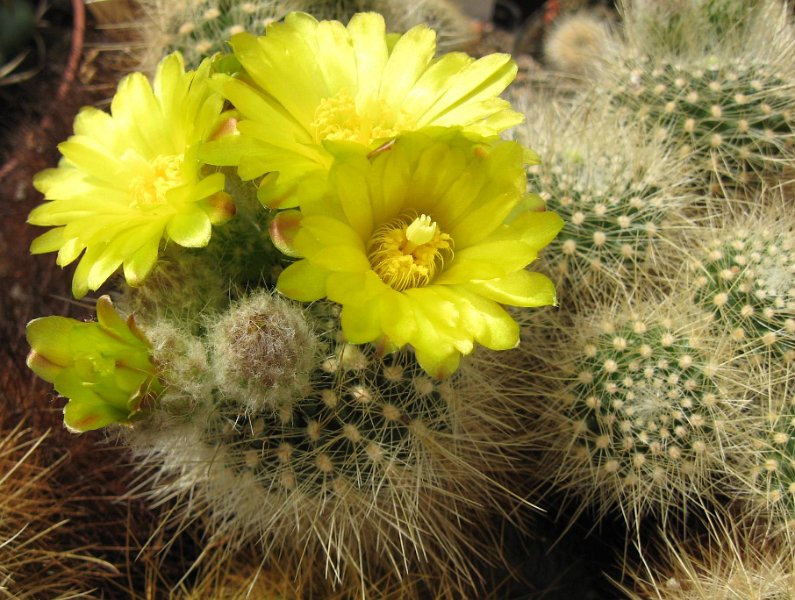 Brasiliparodia hamatacantha v. albispina